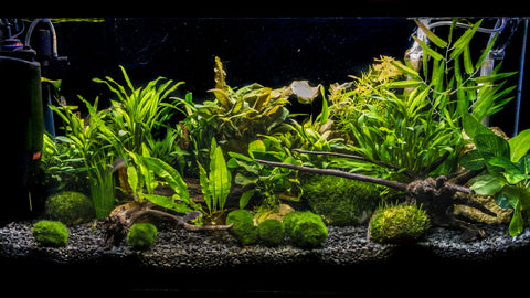 Tropica Cladophora Aegagropila Live Aquarium Plant (Moss Ball)