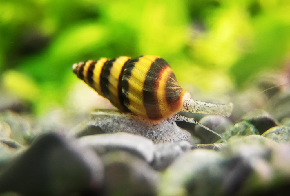 assassin snail