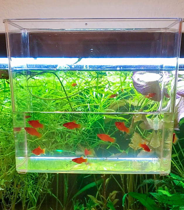 10 Smart Ways to Use an Aquarium Specimen Container or Catch Cup – Aquarium  Co-Op