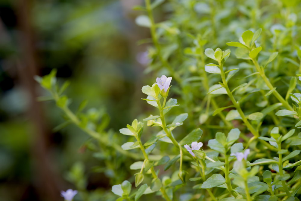 bacopa with small flowers