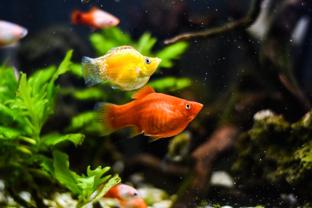 Care Guide For Mollies – Feeding, Breeding, And Tank Mates – Aquarium Co-Op