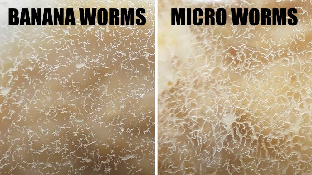 banana worms vs micro worms