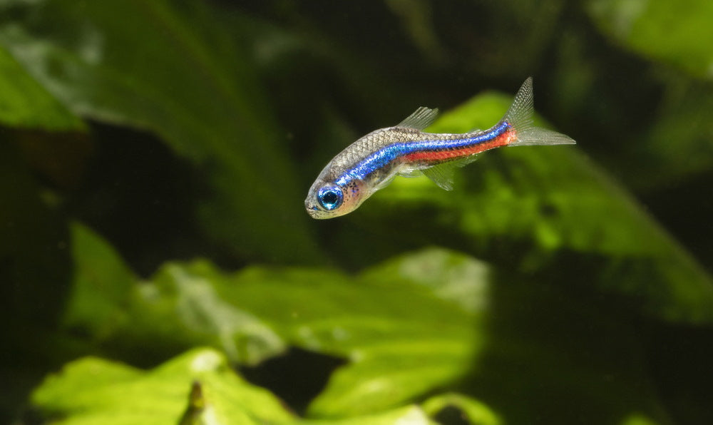 bent spine on neon tetra