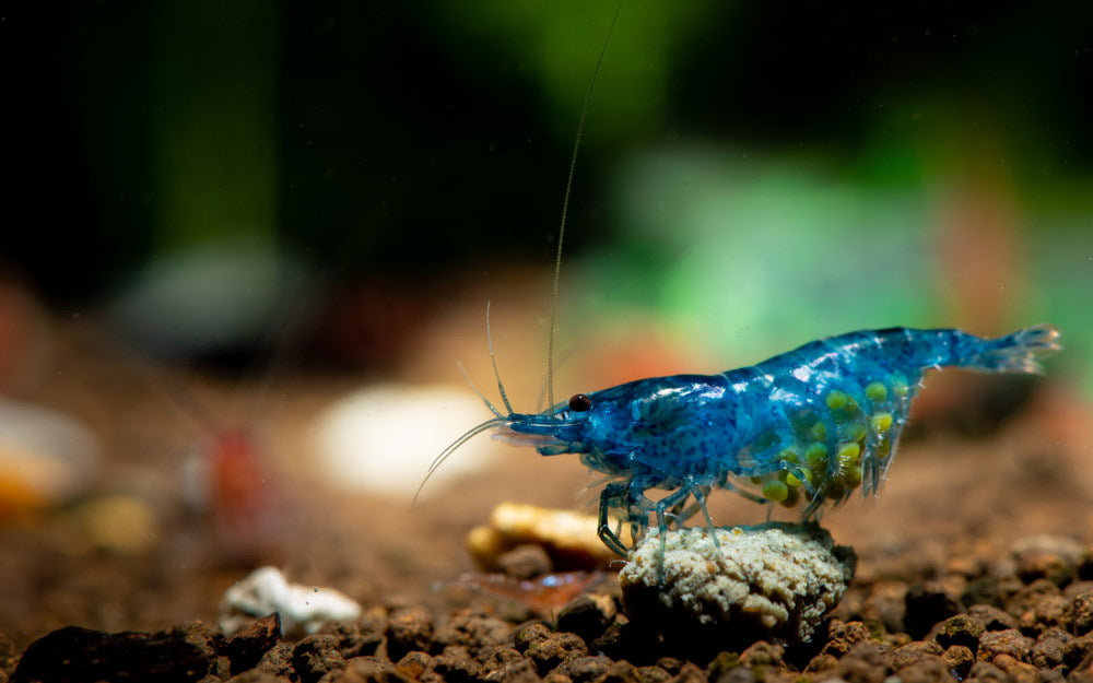 berried female blue dream shrimp