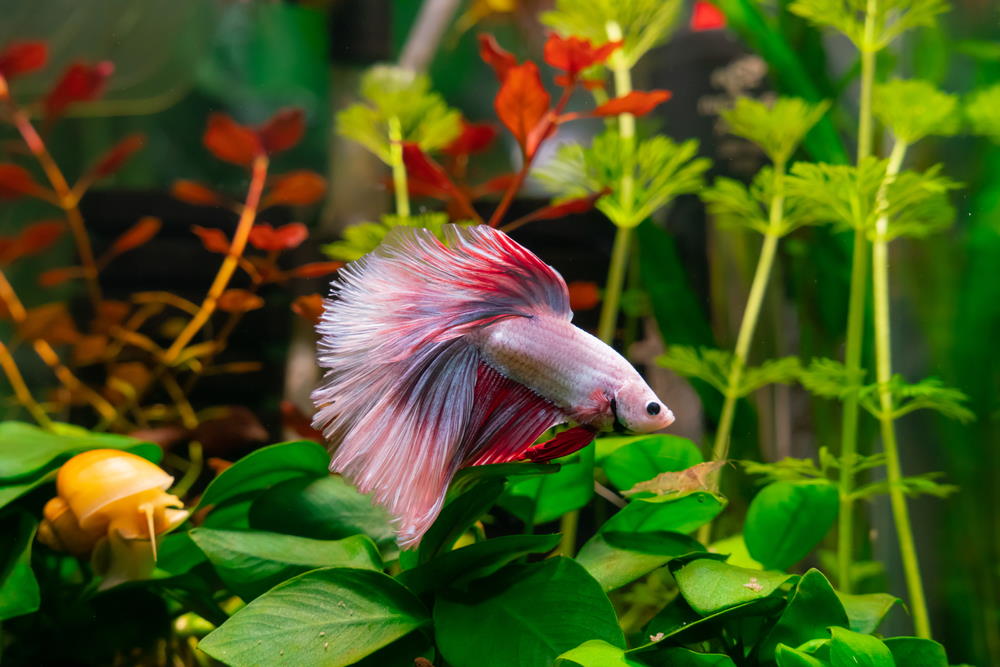 betta fish with mystery snail and shrimp