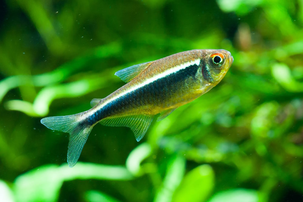 black neon tetra