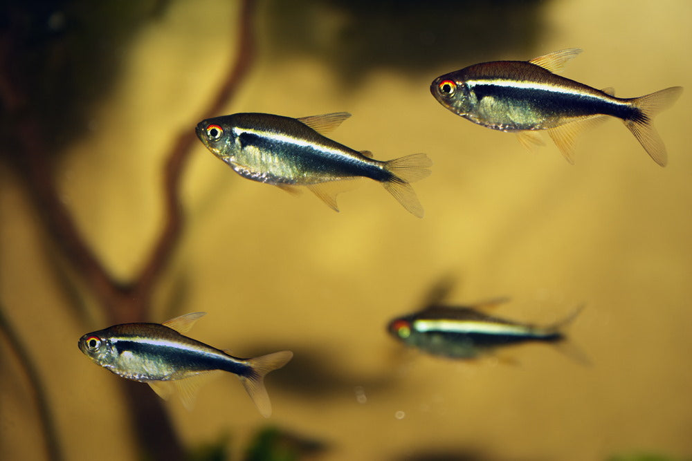 black neon tetra fish in blackwater tank with tannins