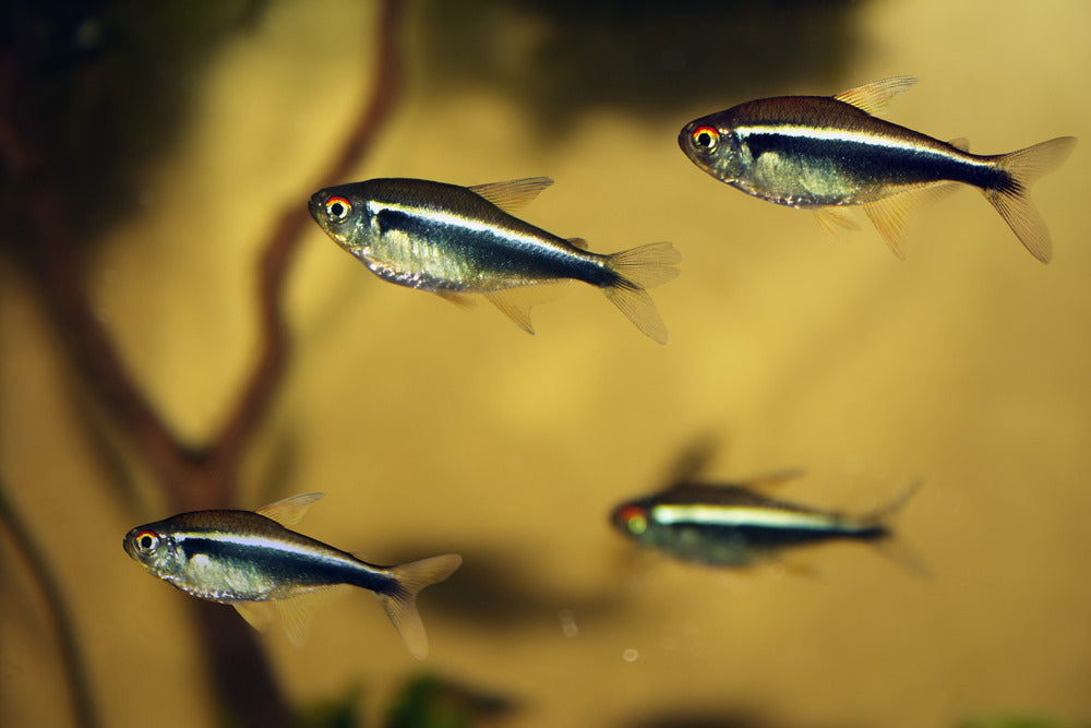 Top 10 Tetras for Your Next Community Tank