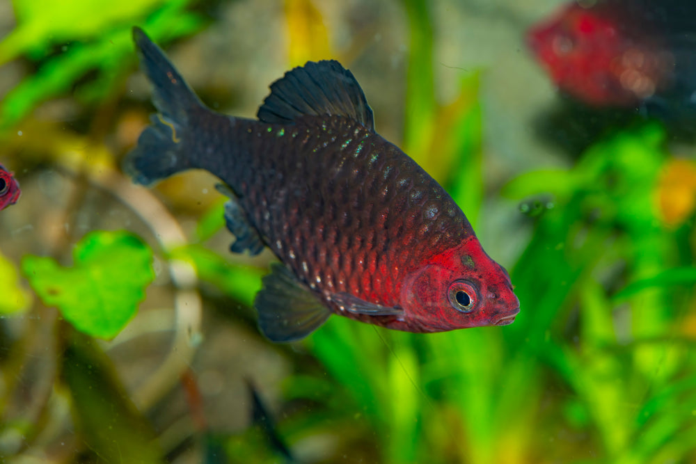 black ruby barb (Pethia nigrofasciata)