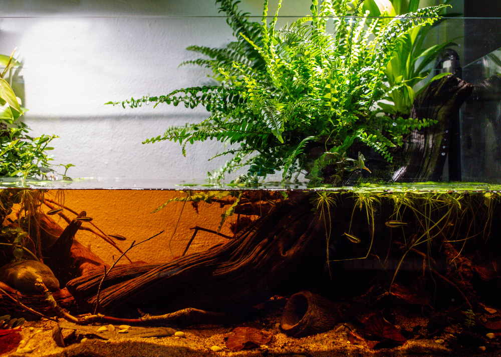 blackwater aquarium to imitate Amazon biotope