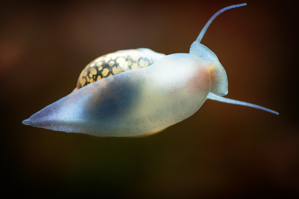 bladder snail