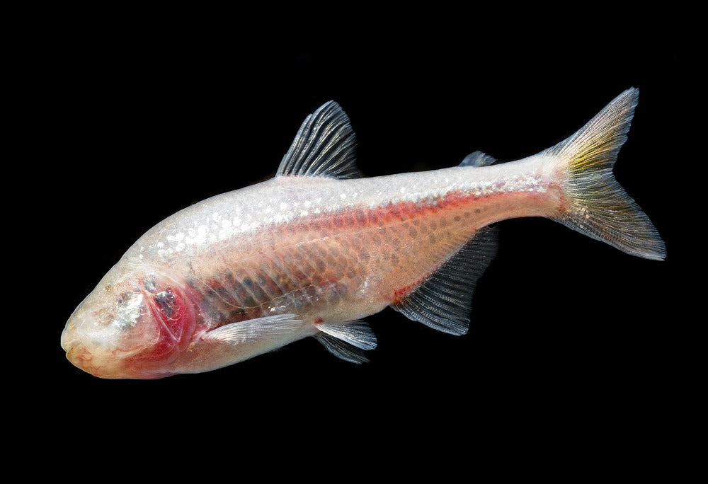 blind cave tetra (Astyanax mexicanus)