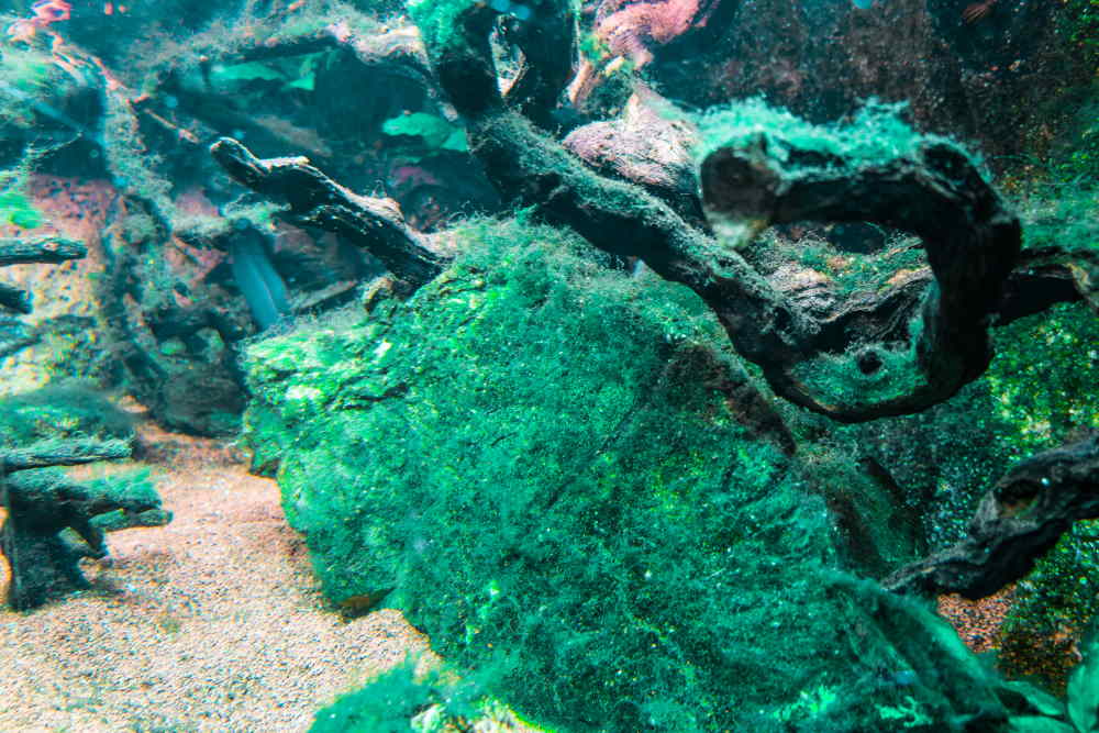 How to Fight 6 Types of Algae in Your Fish Tank - Blue Green Algae 2