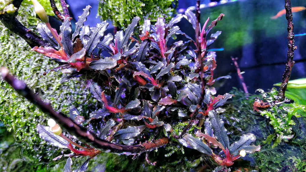 purple bucephalandra from Borneo