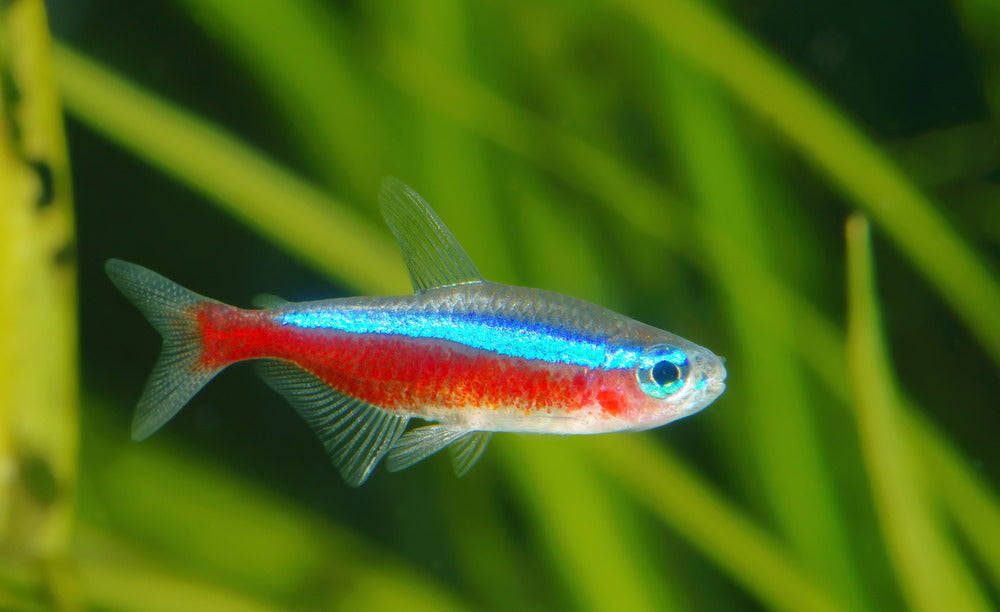 5 Best Beginner Schooling Fish for Freshwater Aquariums – Aquarium Co-Op