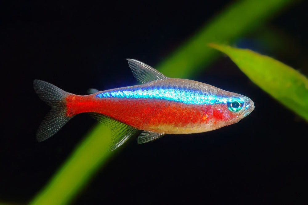 cardinal tetra