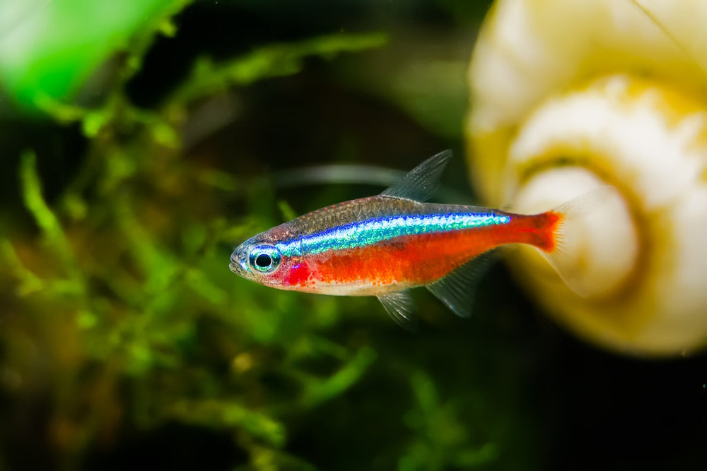 hd colorful freshwater fish