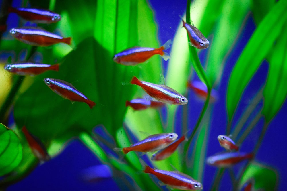 cardinal tetras in planted tank