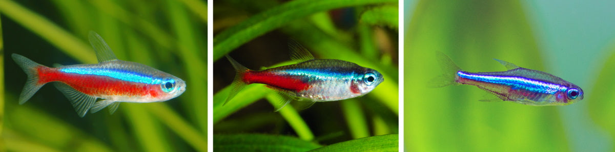 Care Guide for Ember Tetras — Orange Jewels of the Nano Aquarium – Aquarium  Co-Op