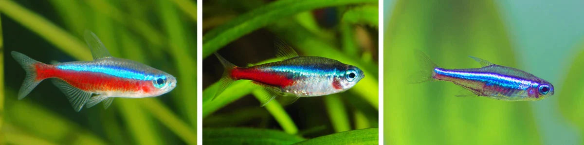 cardinal_vs_neon_vs_green_neon_tetra