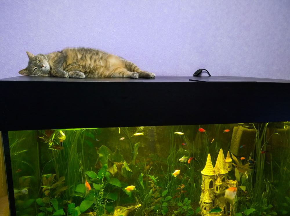 cat on aquarium