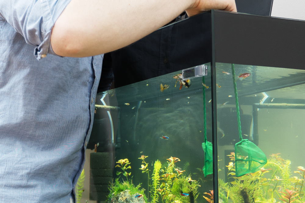 How to Properly Clean Your Aquarium  Tips for Easy Tank Maintenance –  Aquarium Co-Op