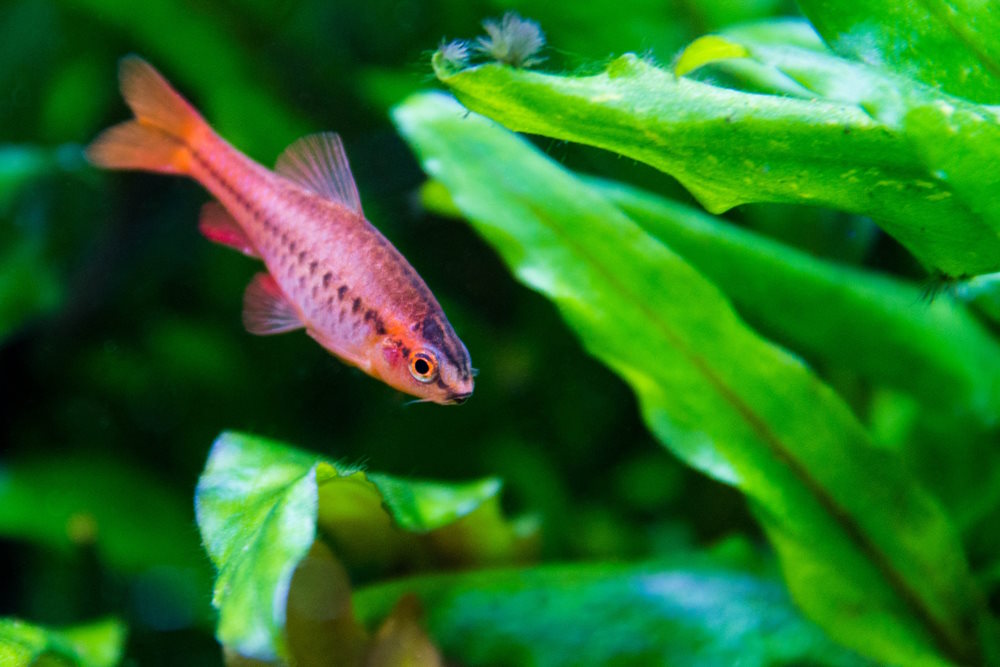 cherry barb in planted tank