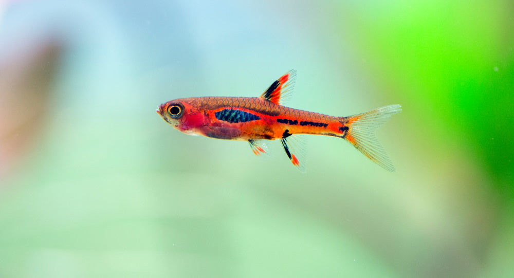 Top 10 Stunning Nano Fish to Try in Your Next Small Aquarium – Aquarium  Co-Op