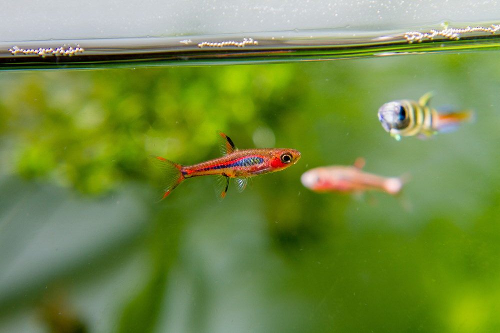 chili rasbora with clown killifish