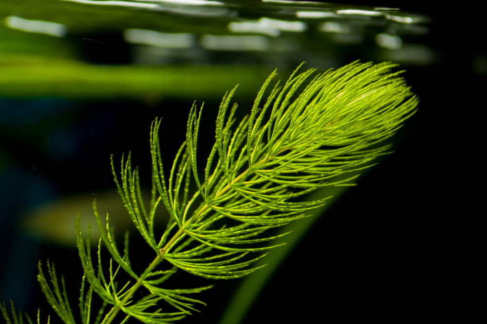 close up of hornwort leaves