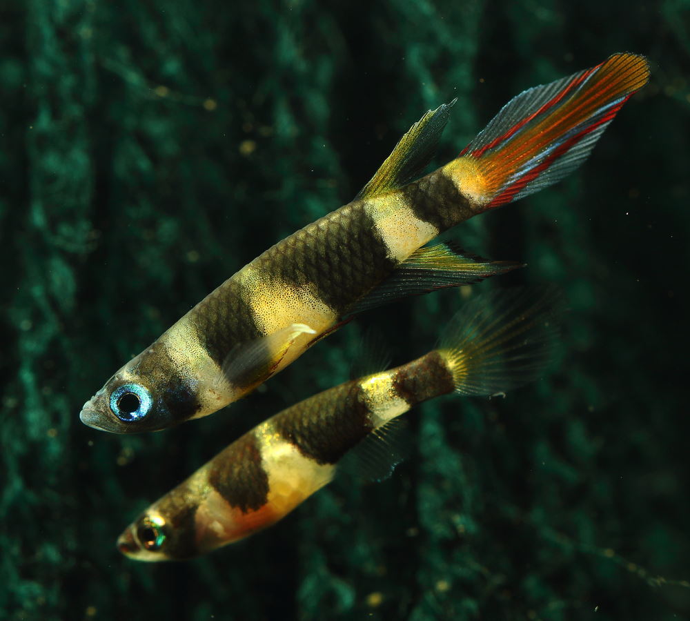 clown killifish - male and female