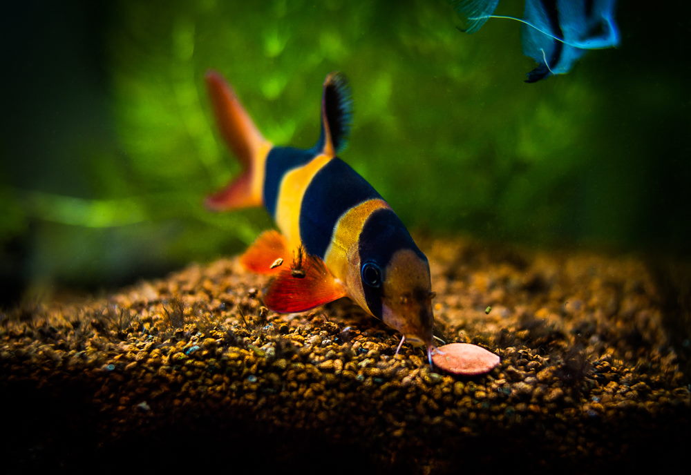 clown loach eating a fish food wafer
