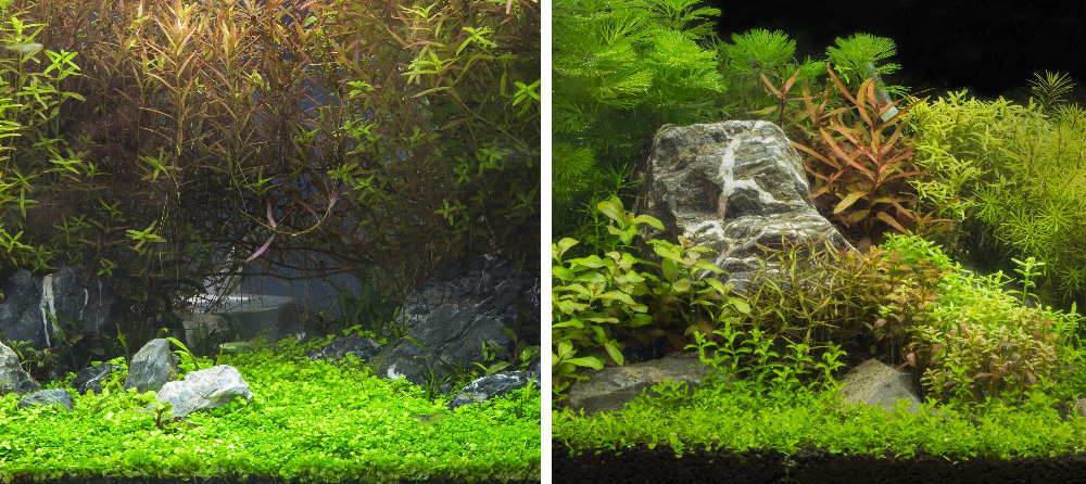 Planted aquariums with no midground plants (left) versus with midground plants (right)