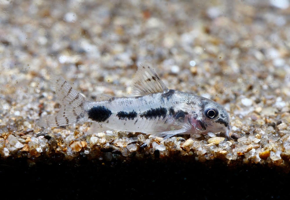 corydoras habrosus on substrate