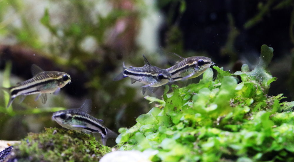 corydoras pygmaeus