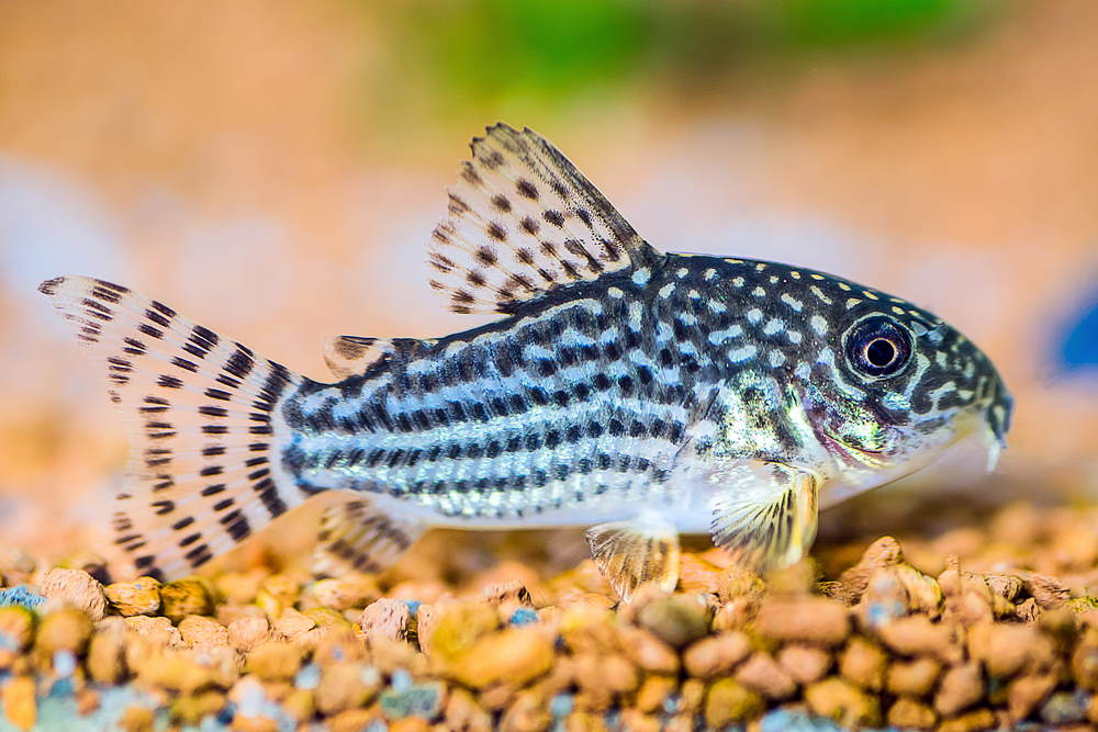 Big Catfish Fish in the Aquarium. Spotted Catfish. Stock Image