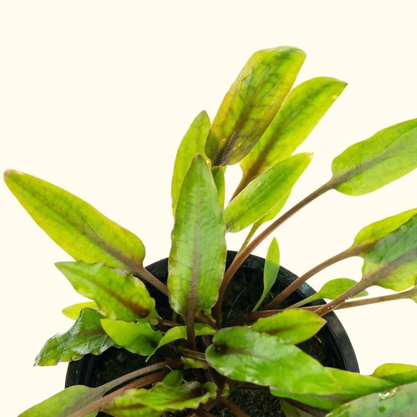 Cryptocoryne wendtii