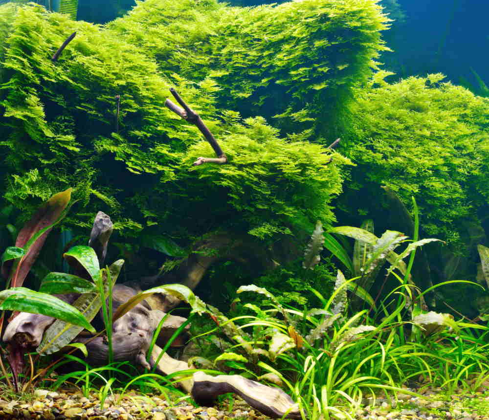 cryptocoryne plants in midground of planted aquarium