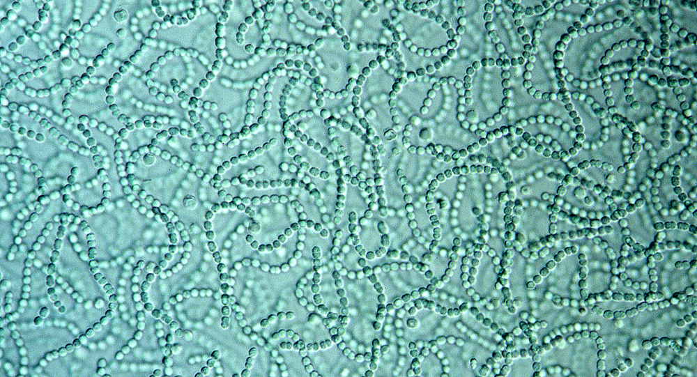 cyanobacteria under a microscope