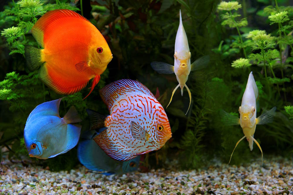 discus