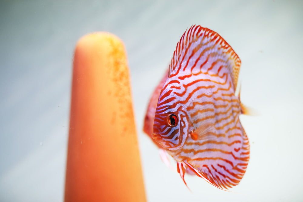 discus with spawning cone