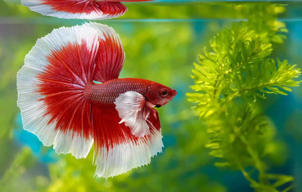 Siamese Fighting Betta Fish. Popular Fish. Fish Keeper S