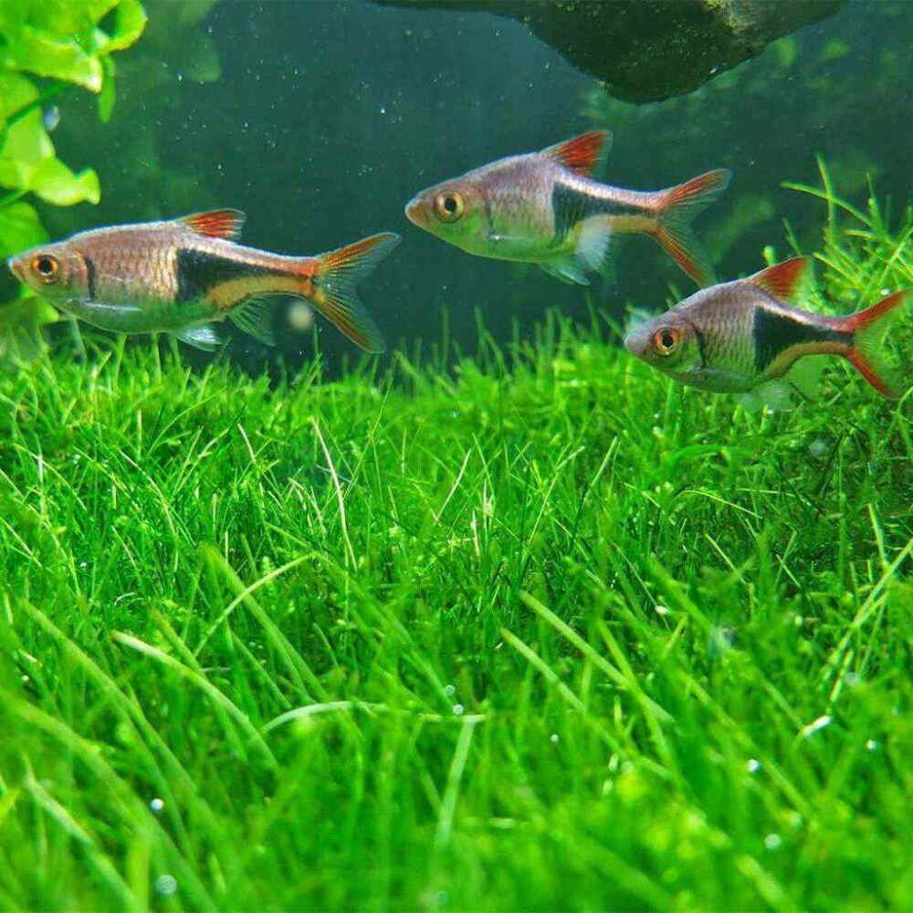 Harlequin rasboras swimming over a lawn of dwarf hairgrass