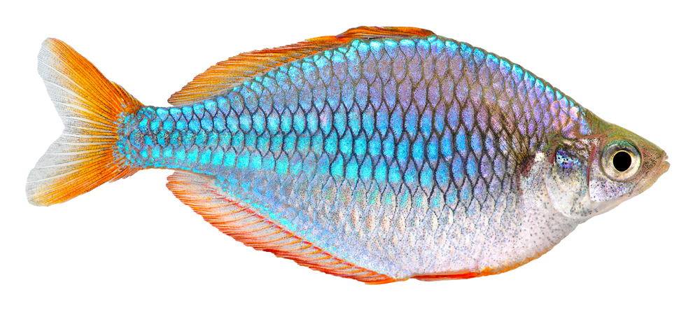 dwarf neon rainbowfish