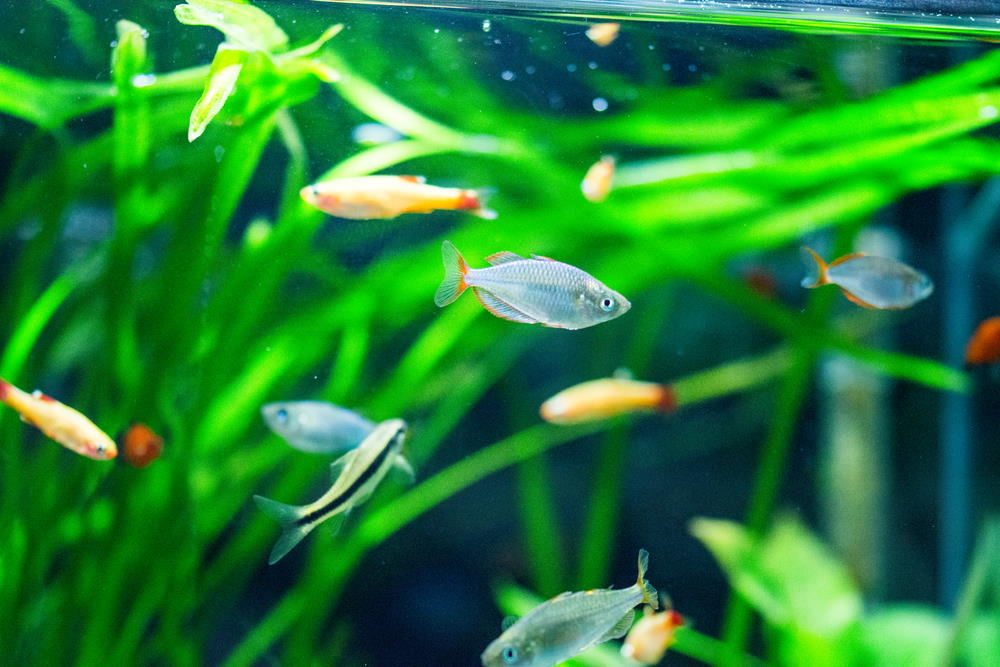 dwarf neon rainbowfish in community tank