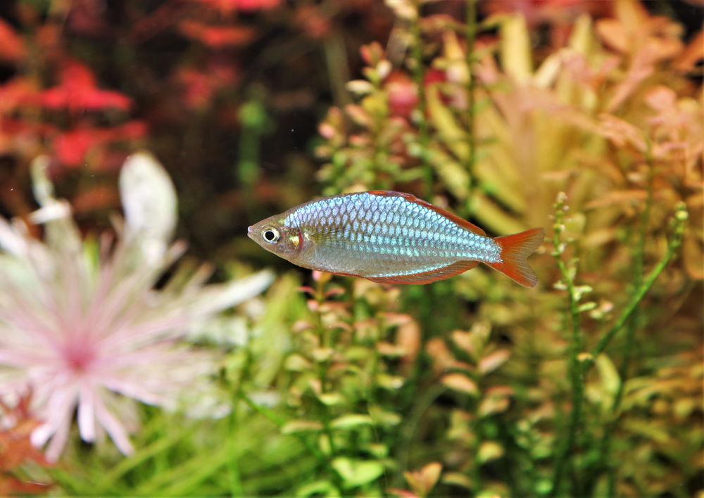 dwarf neon rainbowfish with live aquarium plants