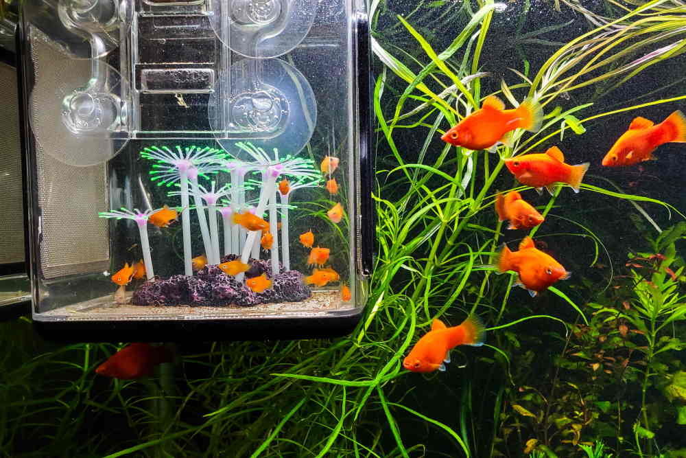 How To Raise Baby Fish Fry In Aquariums (And Increase Survival Rate) –  Aquarium Co-Op