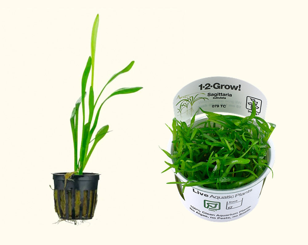 dwarf sag_pot and tissue culture