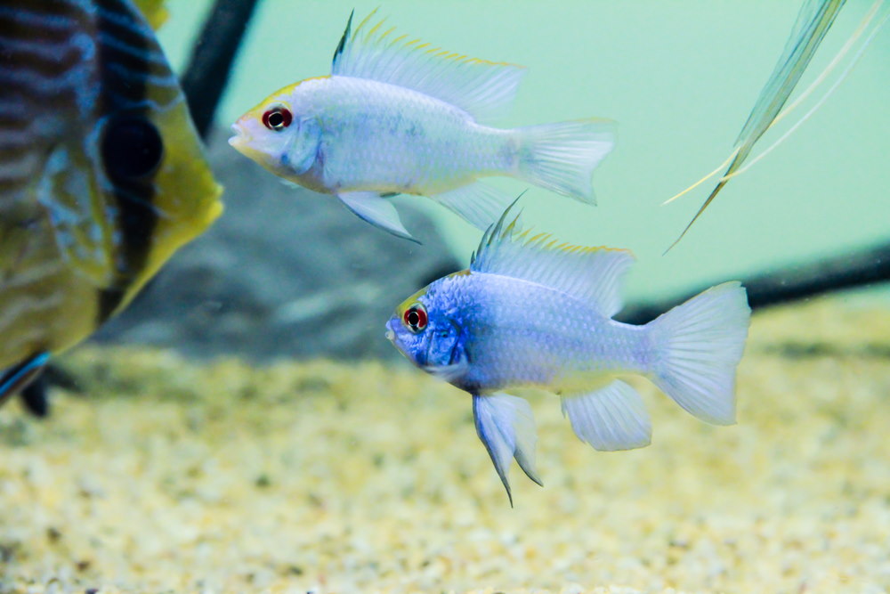 electric blue rams with discus