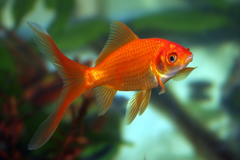 common goldfish